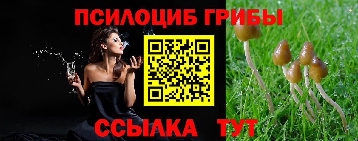 Курчалой  Галлюциногенные грибы Psilocybine cubensis  Галлюциногенные грибы мухоморы  Вход с VPN 